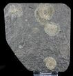 Dactylioceras Ammonites - Posidonia Shale #23113-1